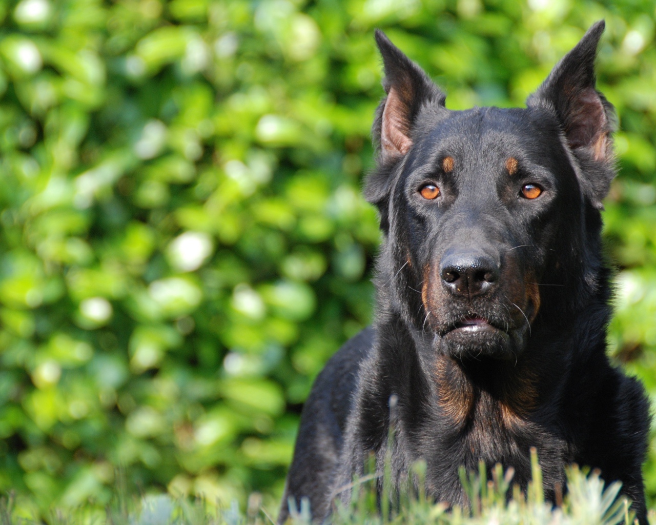 Серьёзный красивый босерон на фоне листвы