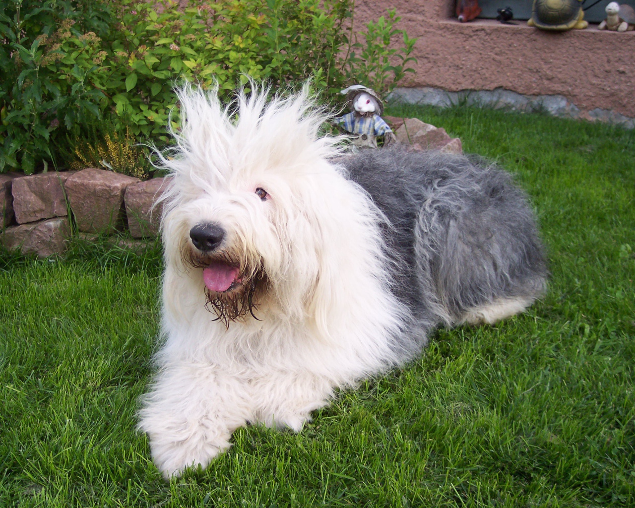 Лохматая собака породы бобтейл