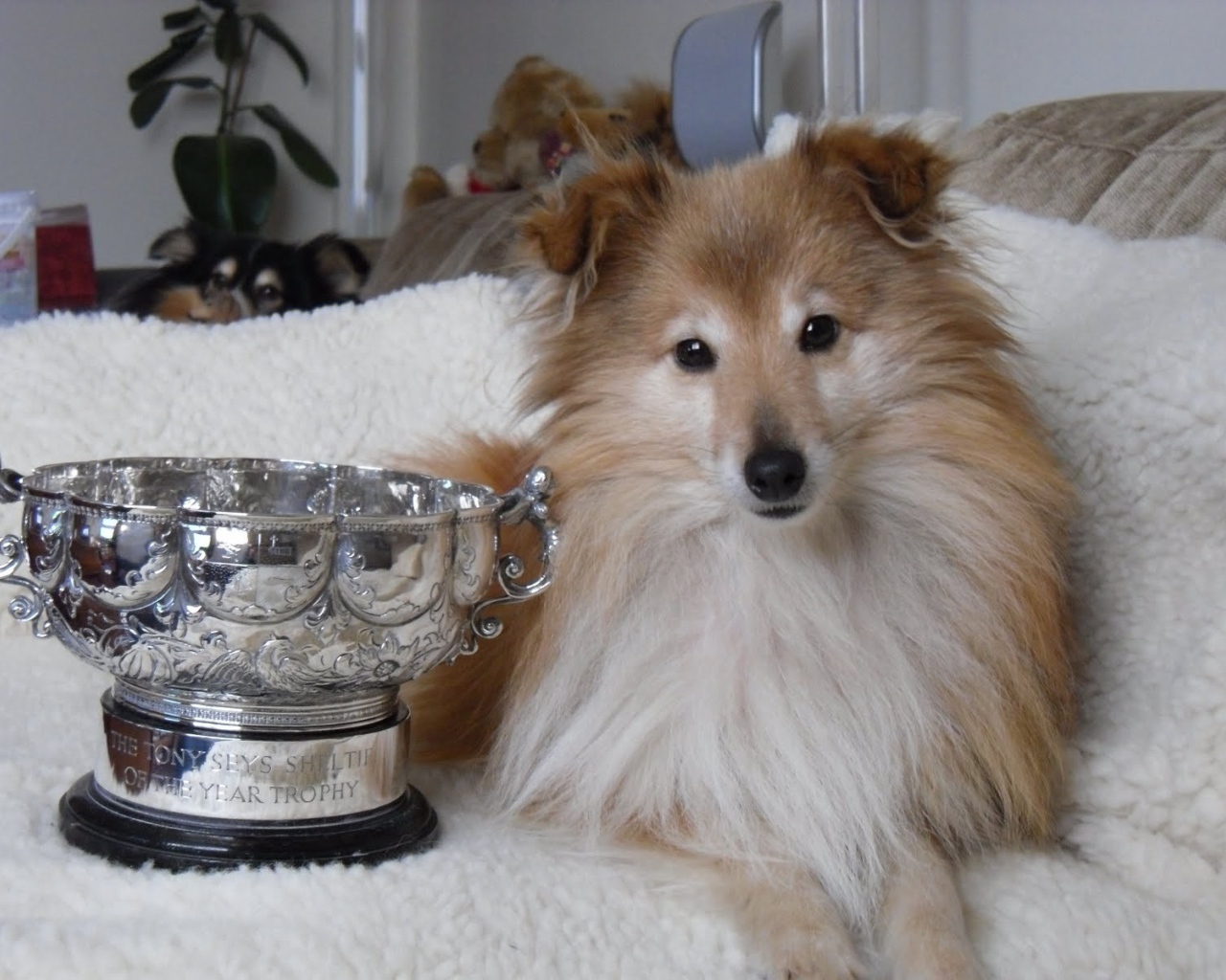 Собака породы шелти и её награда