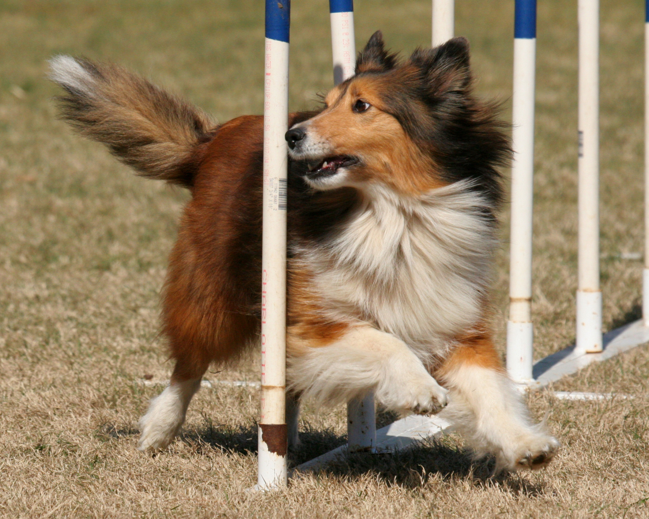 Собака породы шелти выполняет команды