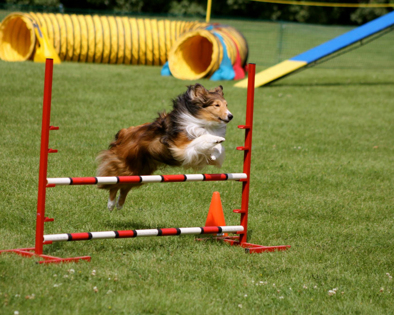 Собака породы шелти выполняет команду барьер