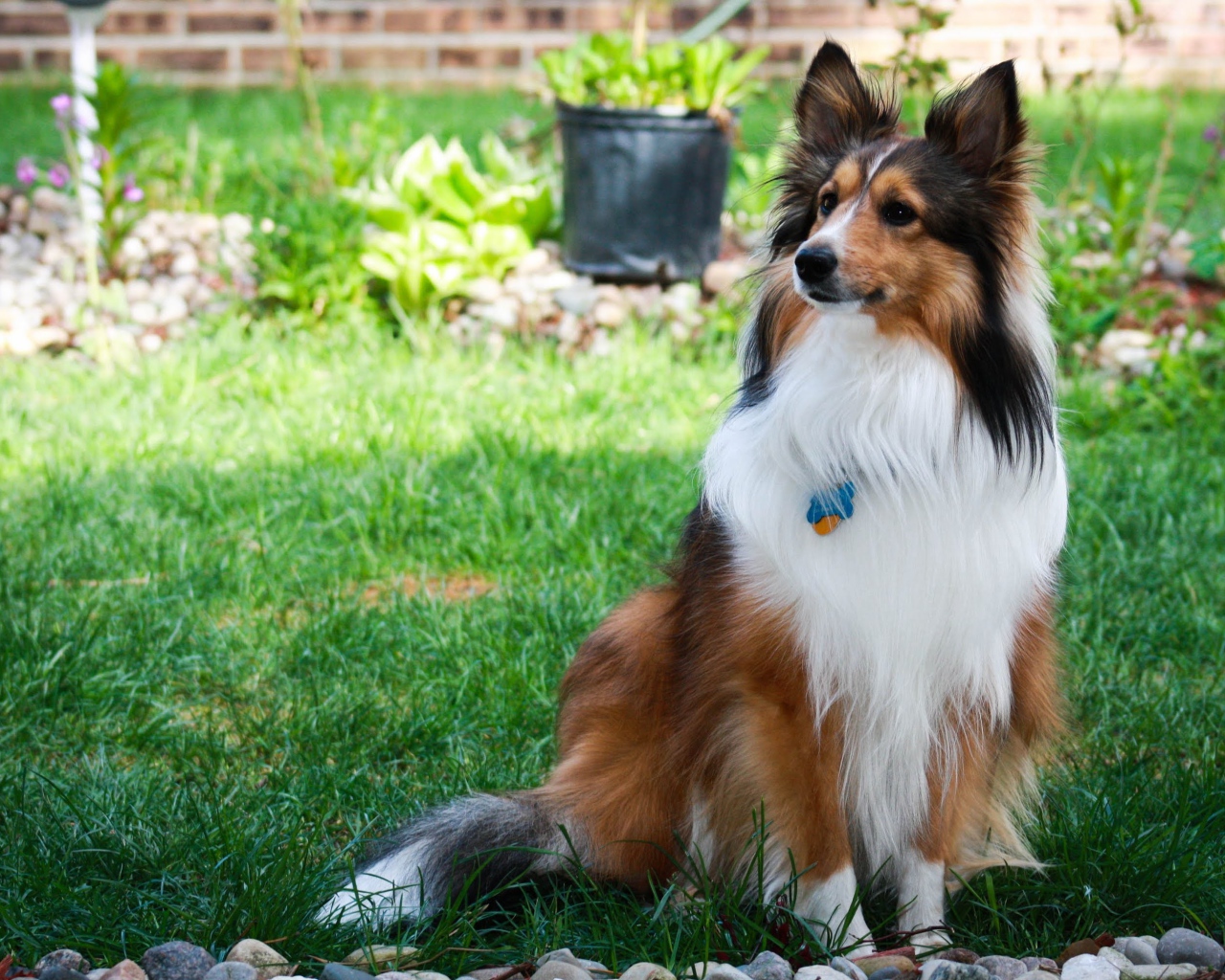 Sheltie breed dog is sitting in the courtyard