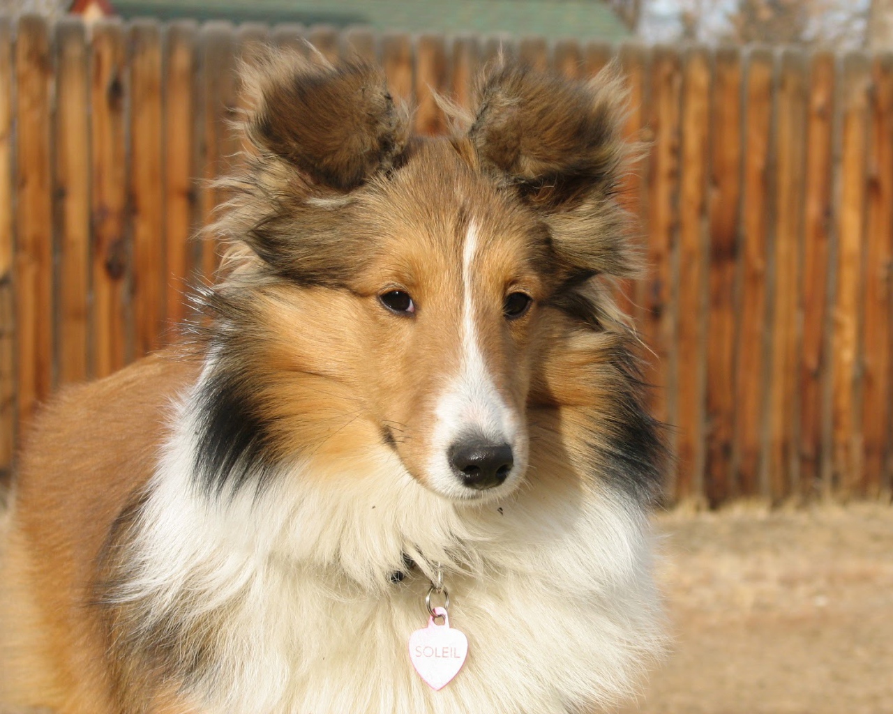 Собака породы шелти по имени Солейл