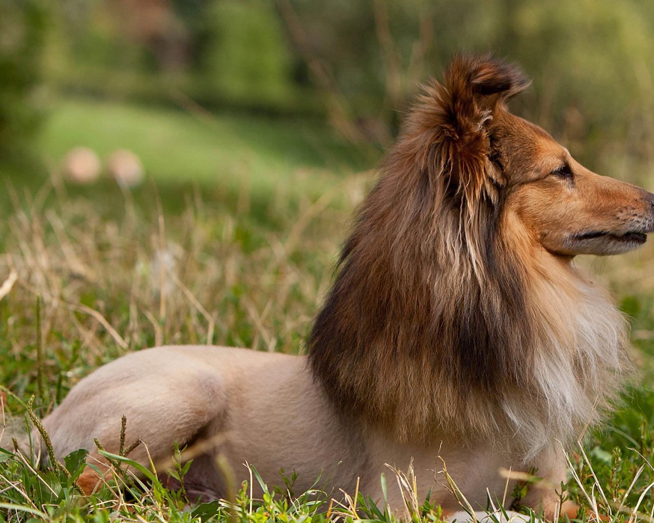 Собака породы шелти со смешной стрижкой