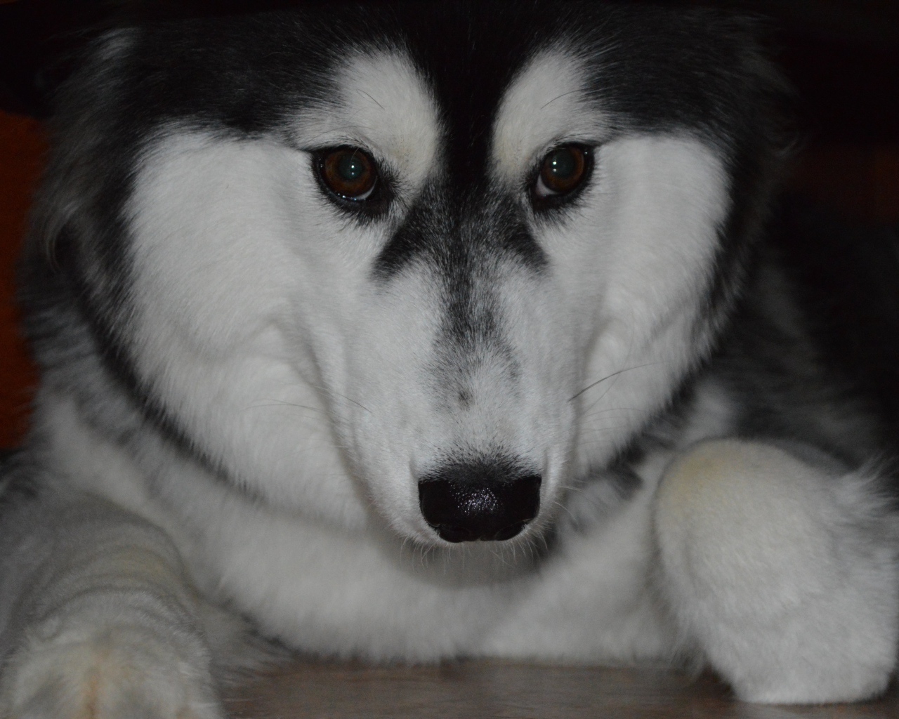 Застенчивый аляскинский маламут