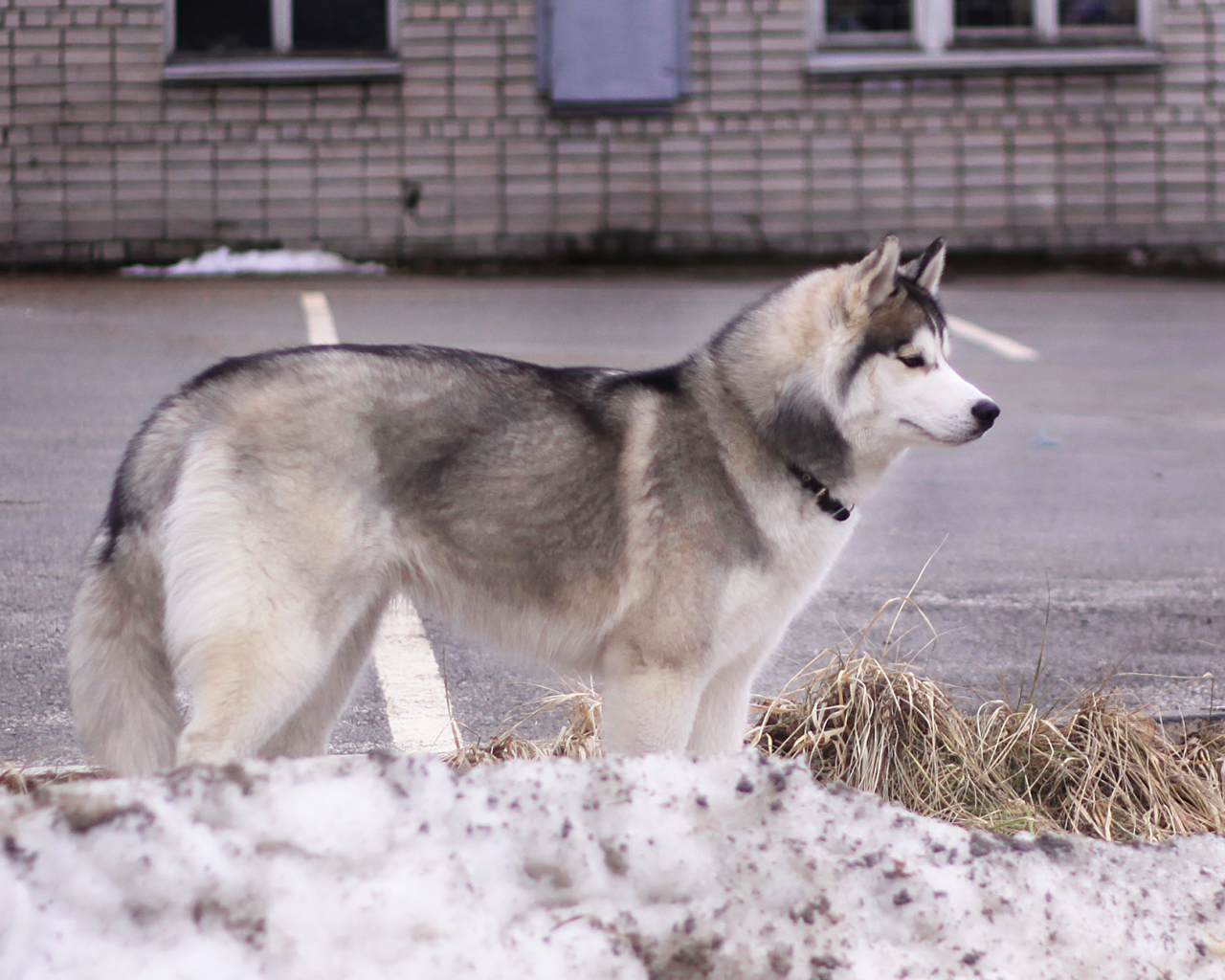 Сибирский хаски в городе