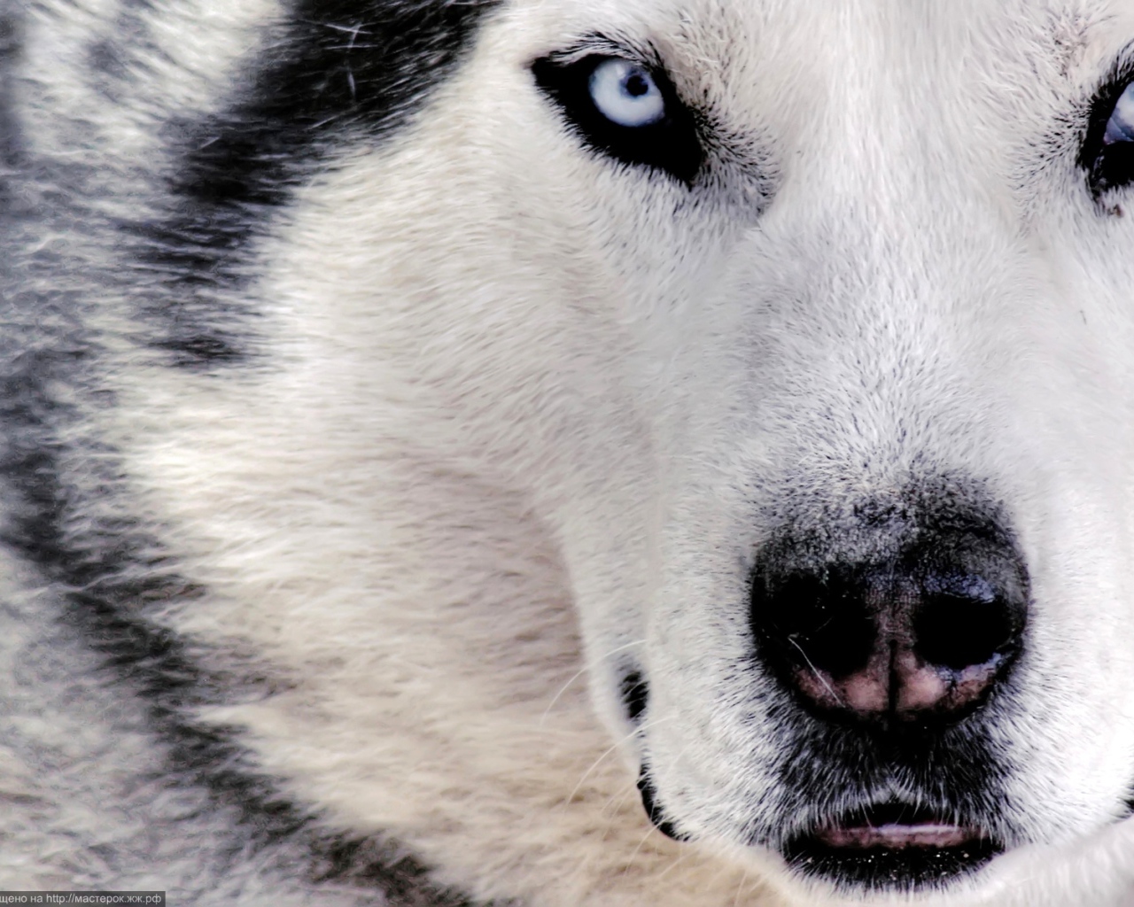 Сибирский хаски крупным планом