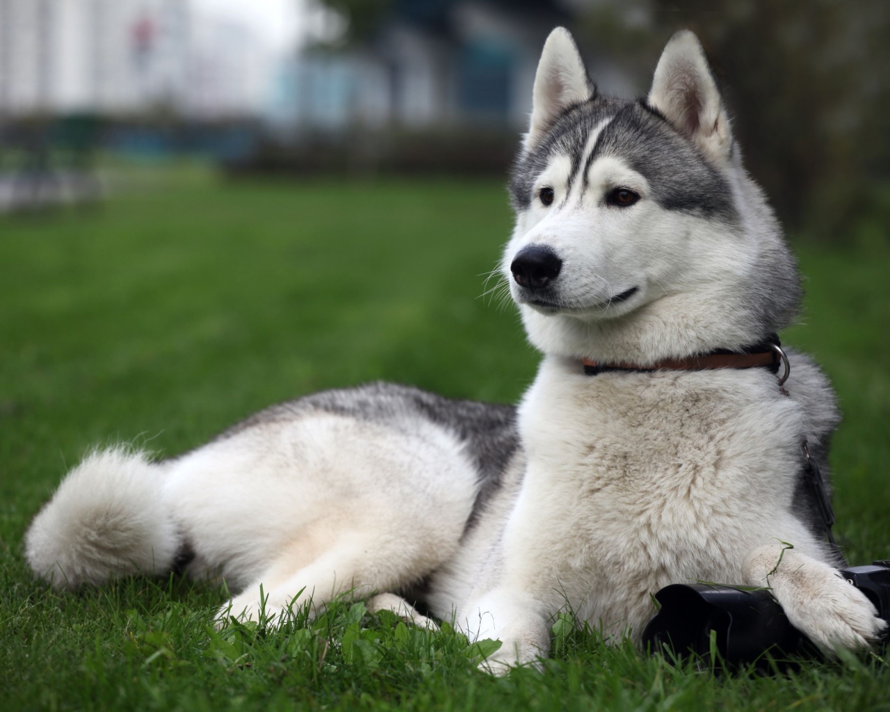 Сибирский хаски на заднем дворе