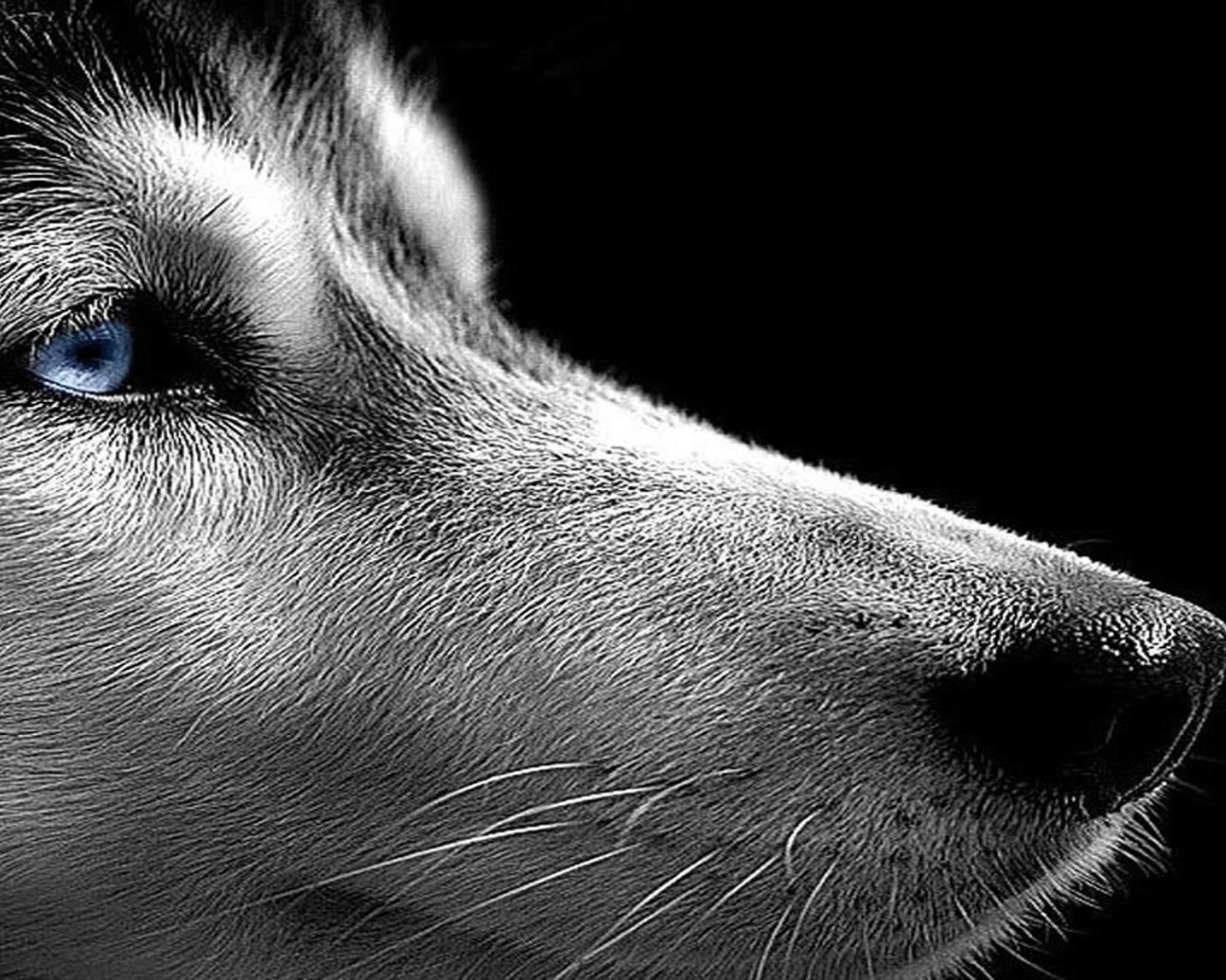 Сибирский хаски на черном фоне