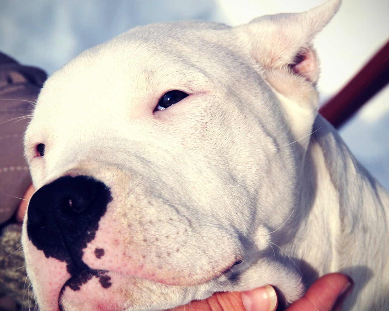 Сонный аргентинский дог