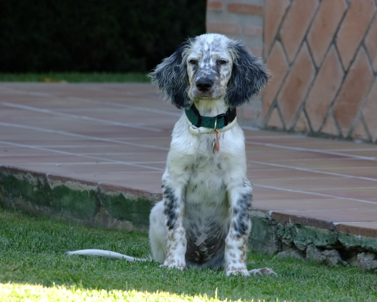 Сонный английский сеттер