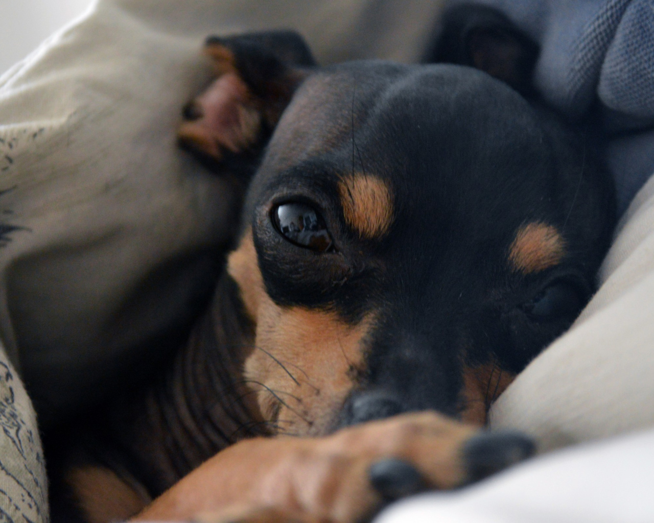 Сонный Карликовый пинчер в постели