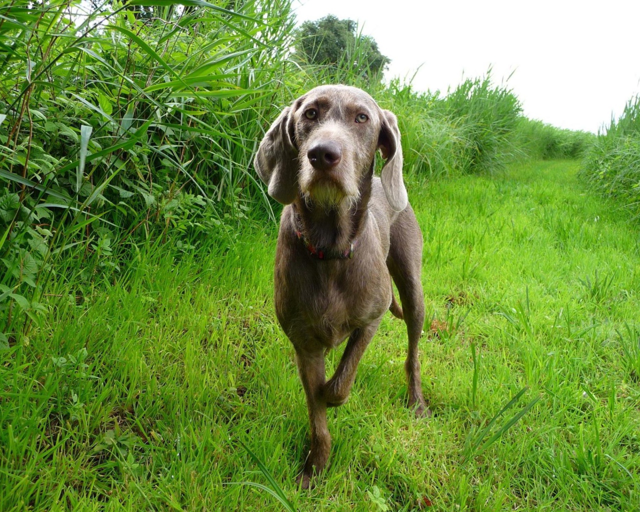 Словацкий Пойнтер в поле