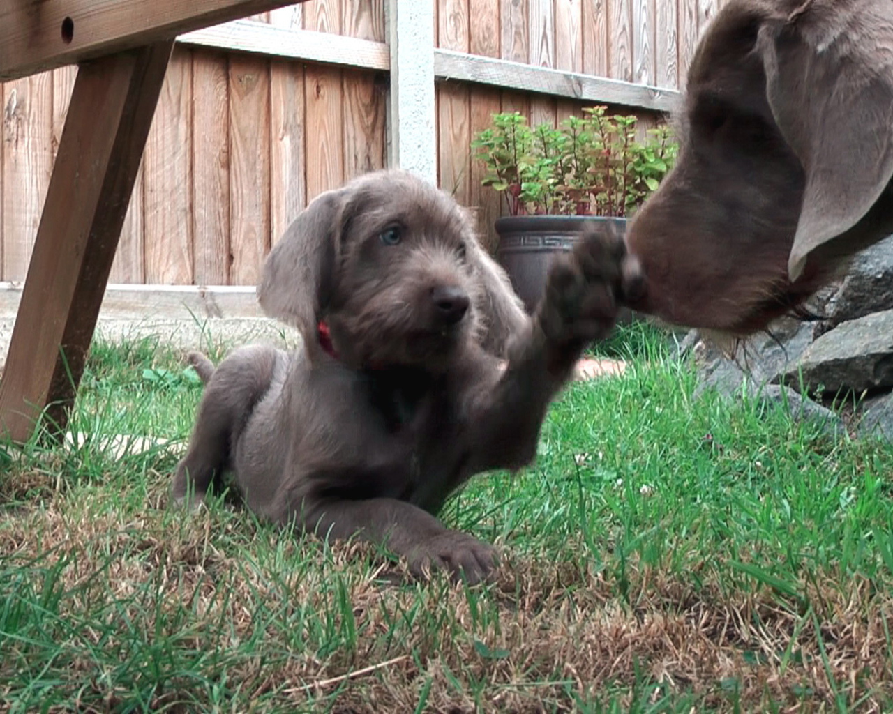 Словацкий Пойнтер играет с матерью