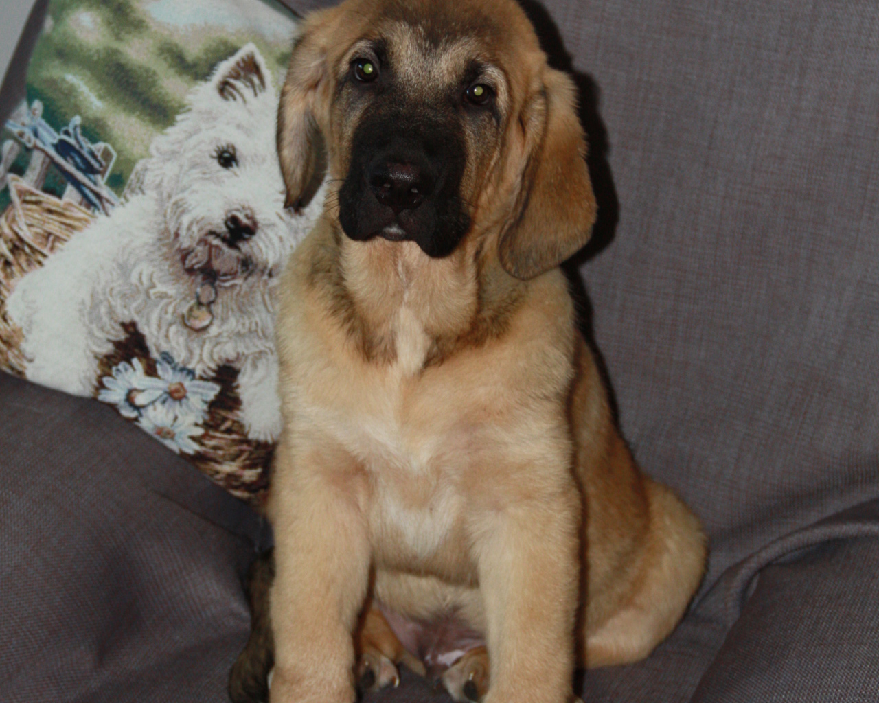 Испанский мастиф сидим на стуле