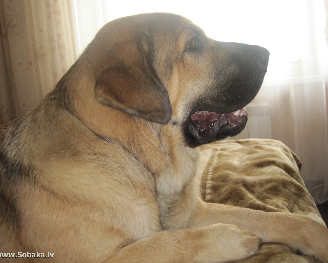 Испанский мастиф на диване