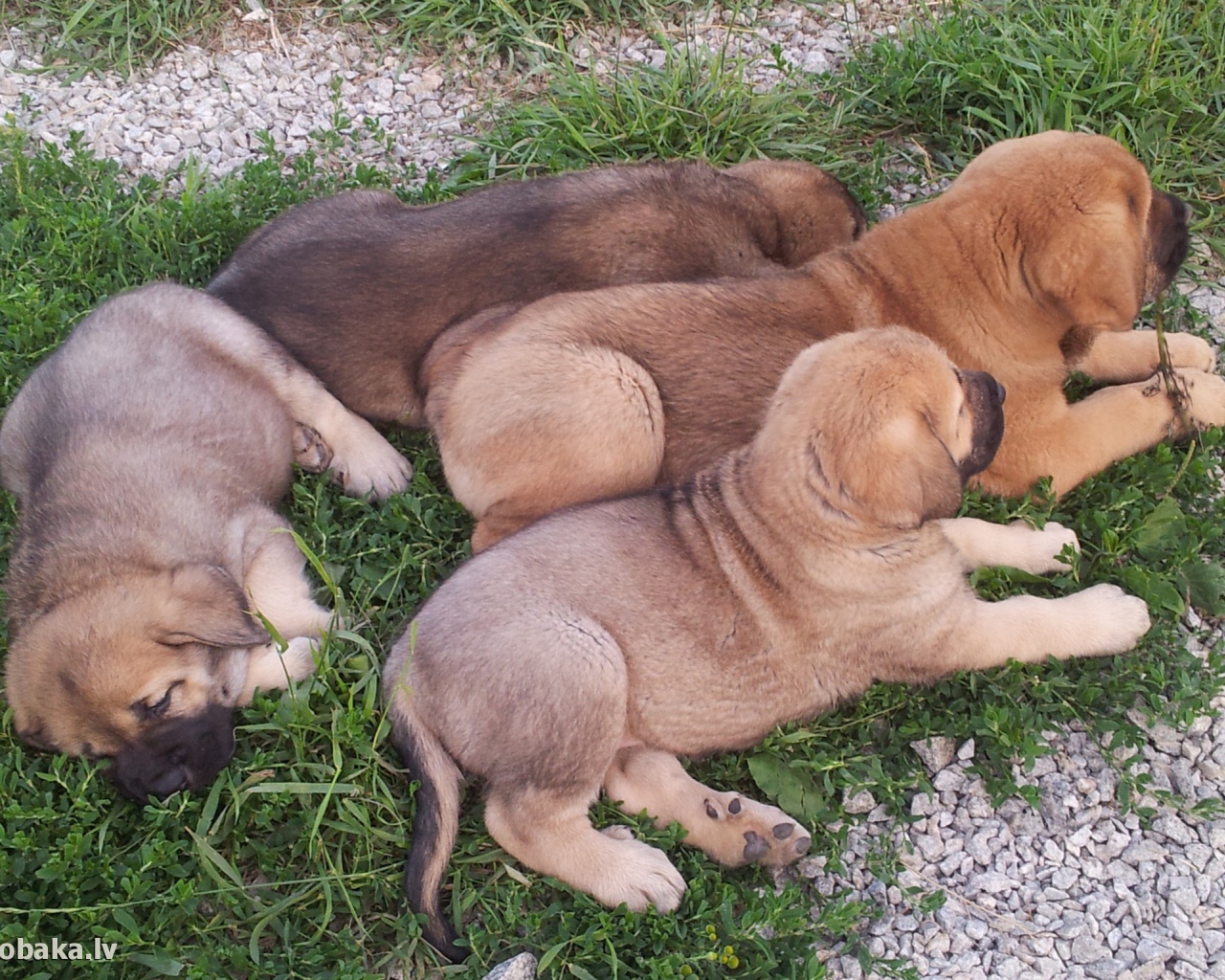 Щенки испанского мастифа на траве