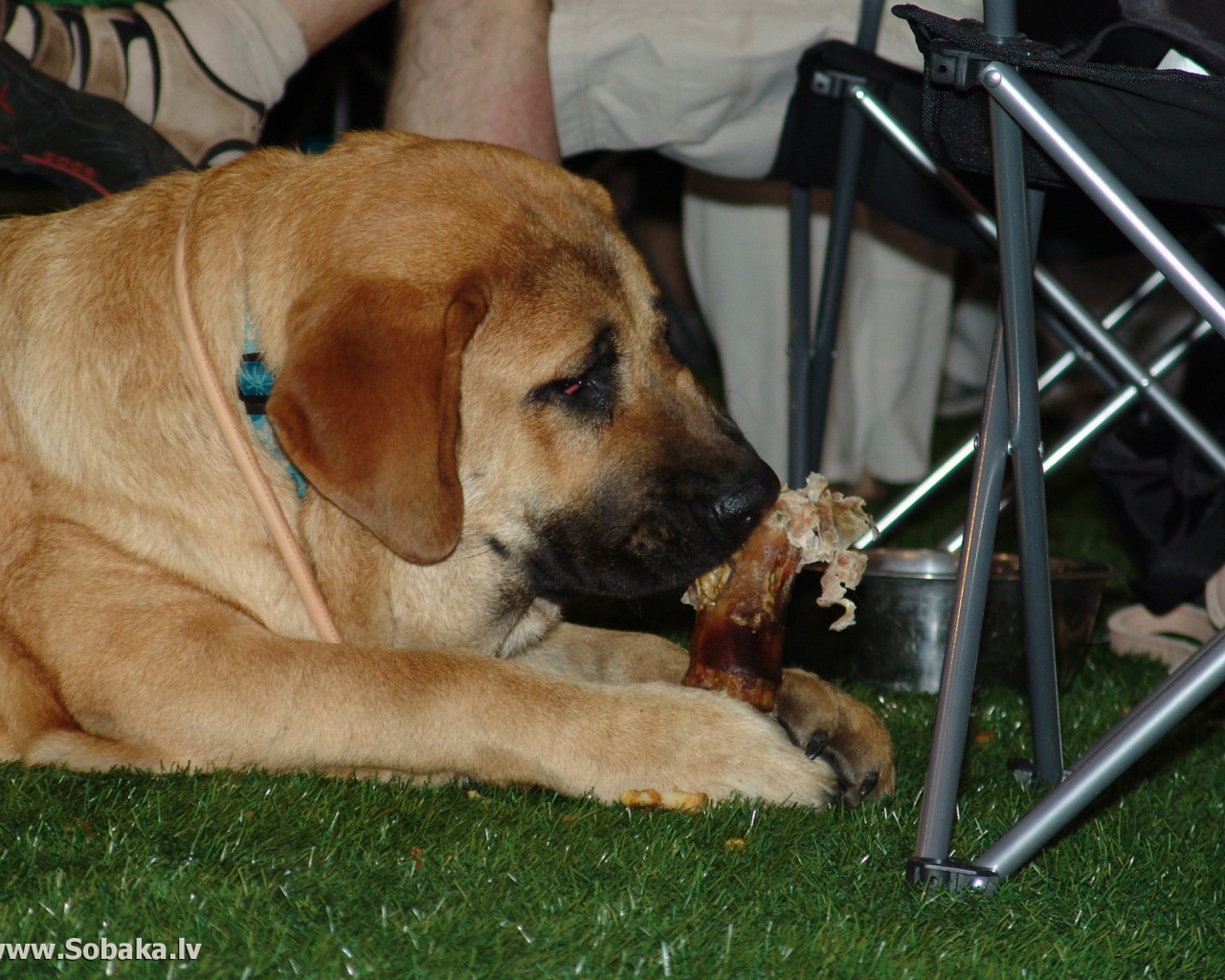 Испанский мастиф под столом