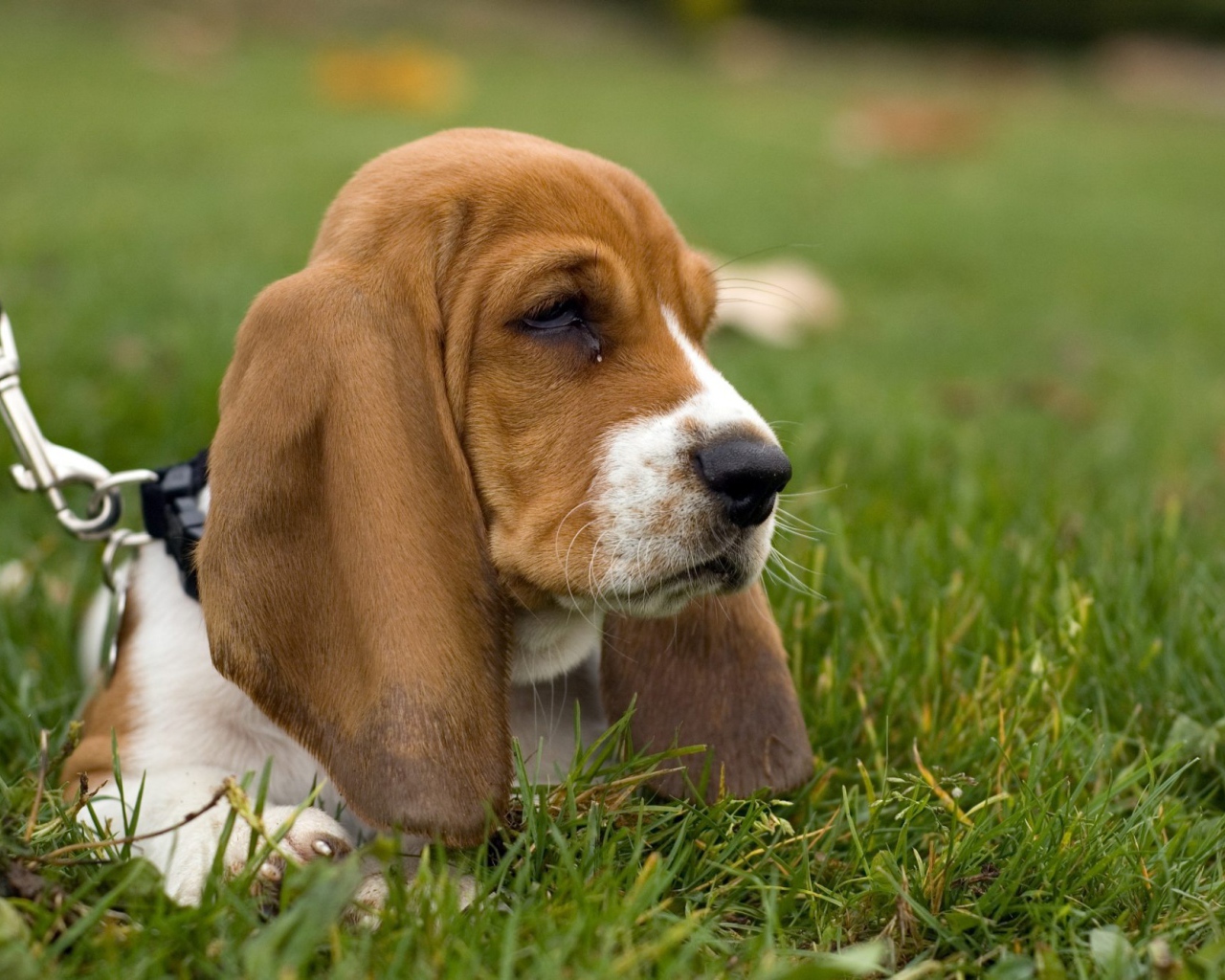 Угрюмый бассет-хаунд в траве