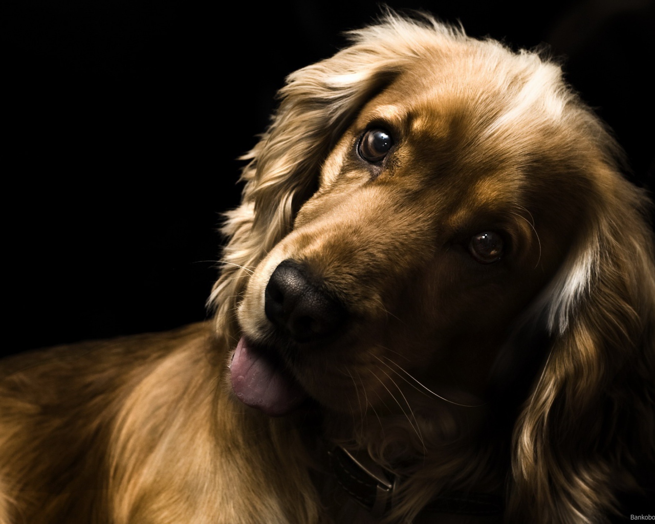 Удивлённый английский кокер-спаниель