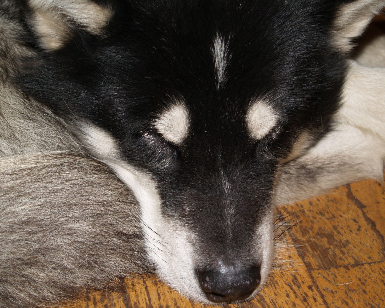 Аляскинский маламут спит