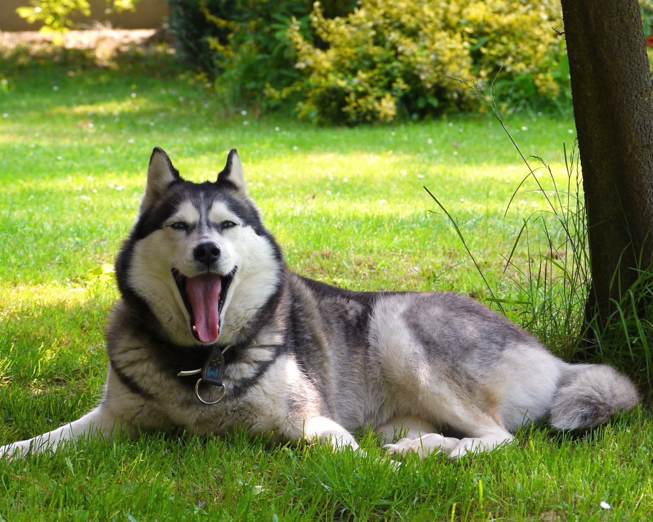 Аляскинский маламут устал