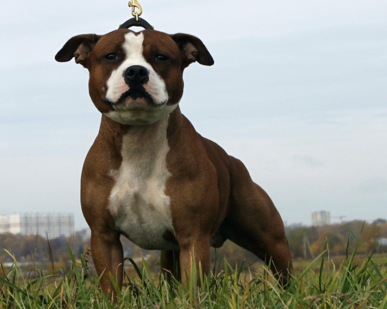 Удивительный Стаффордширский бультерьер