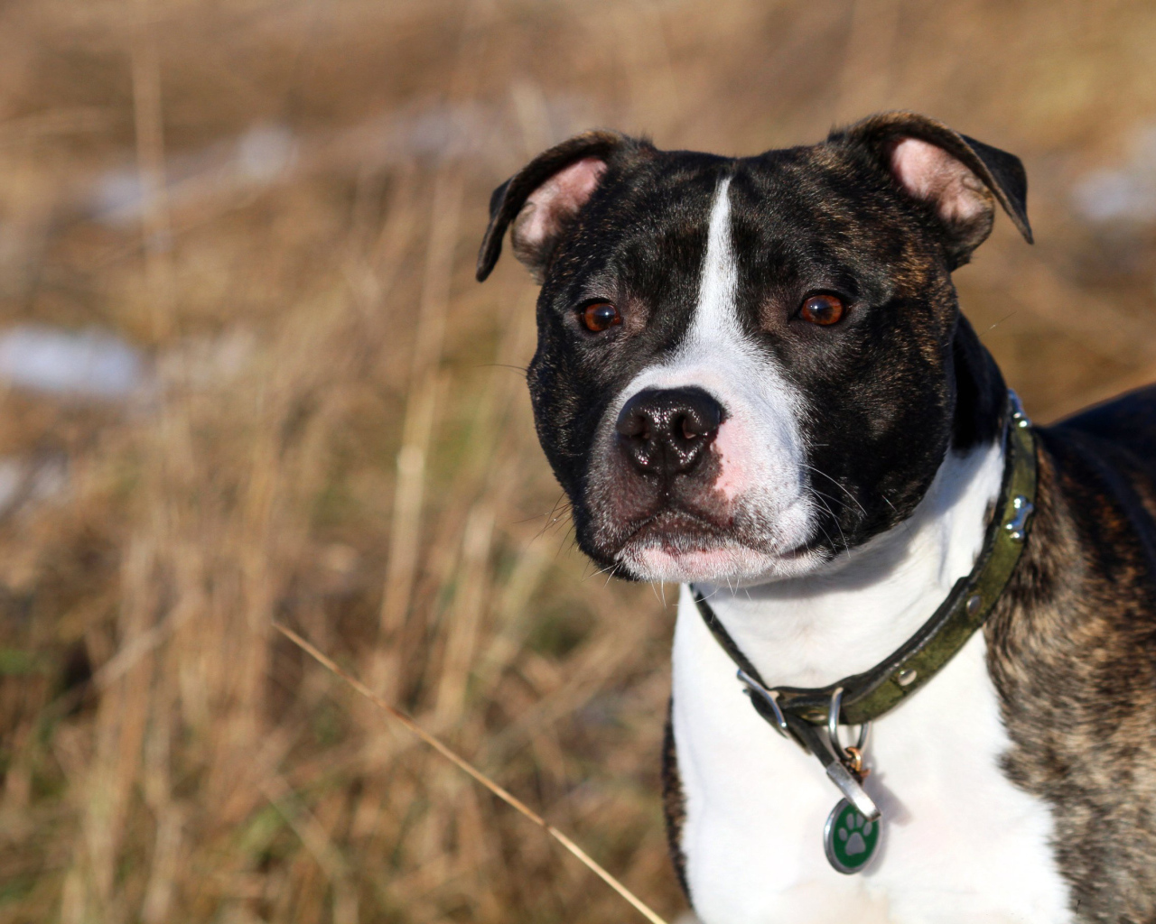 Красивый Стаффордширский бультерьер