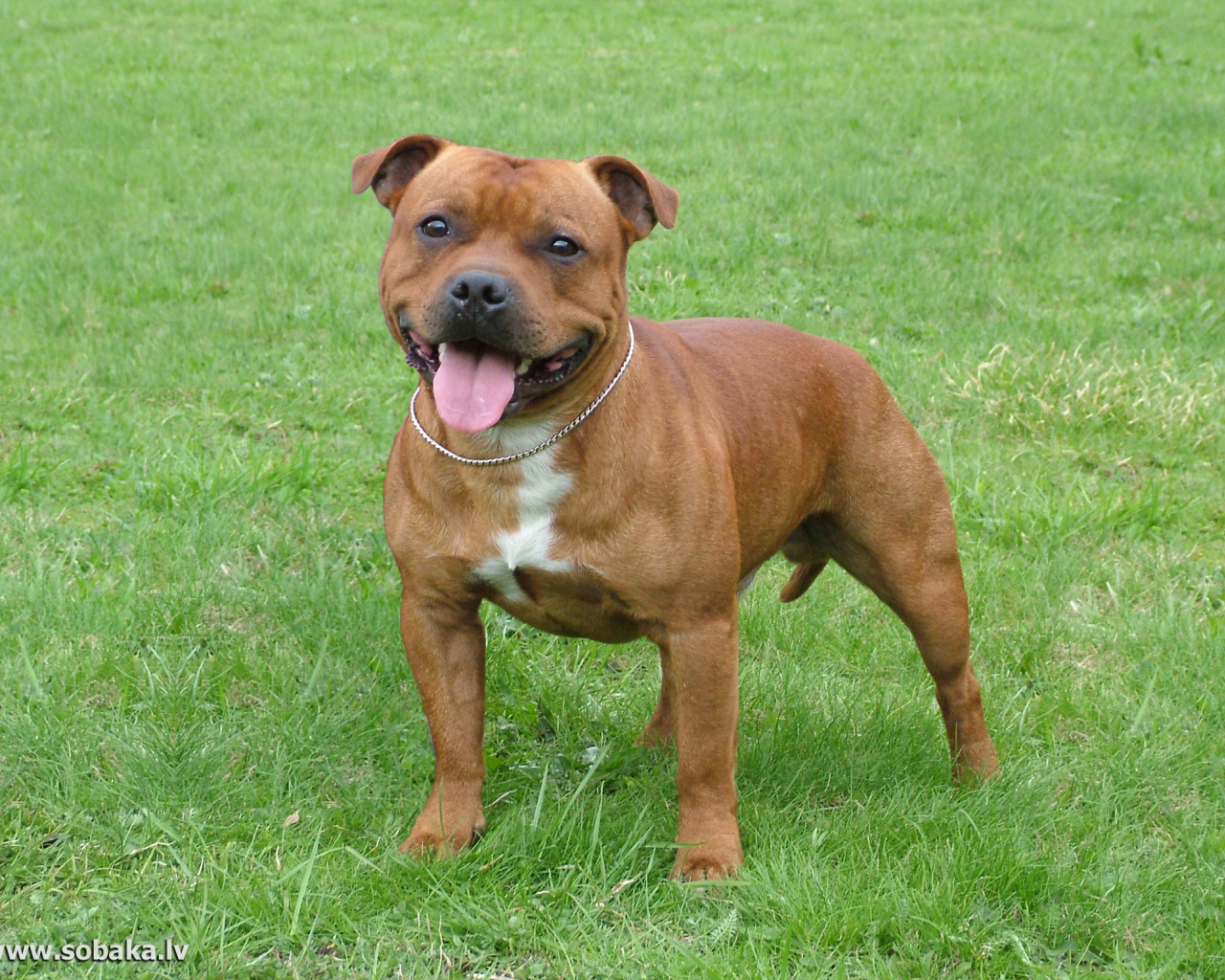 Коричневый Стаффордширский бультерьер на траве