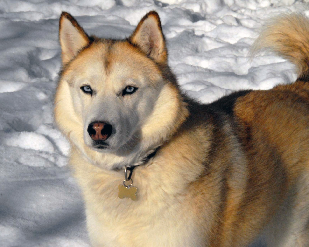Золотой Сибирский хаски