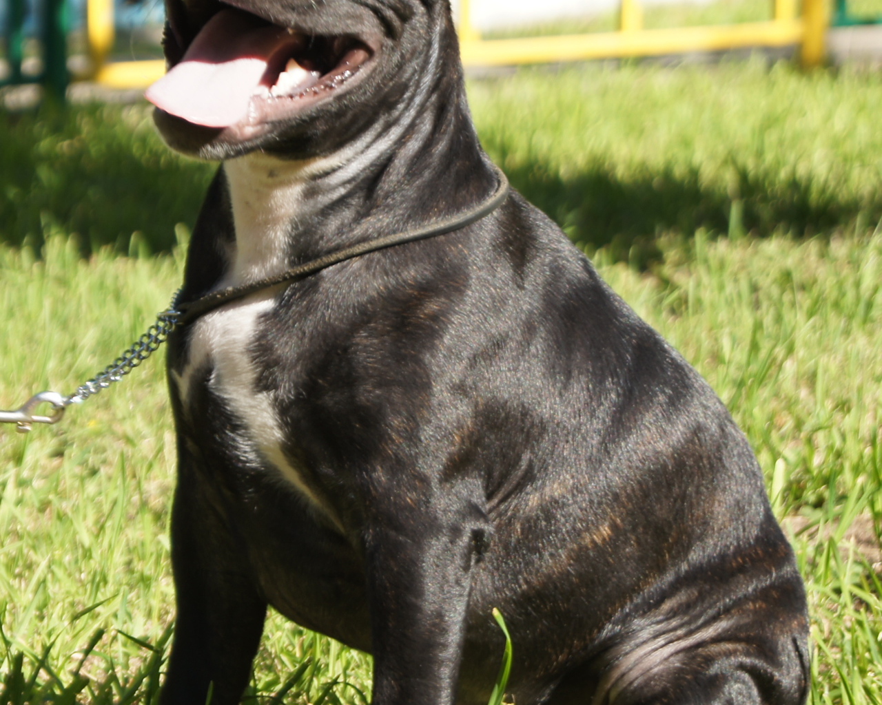 Счастливый Стаффордширский бультерьер