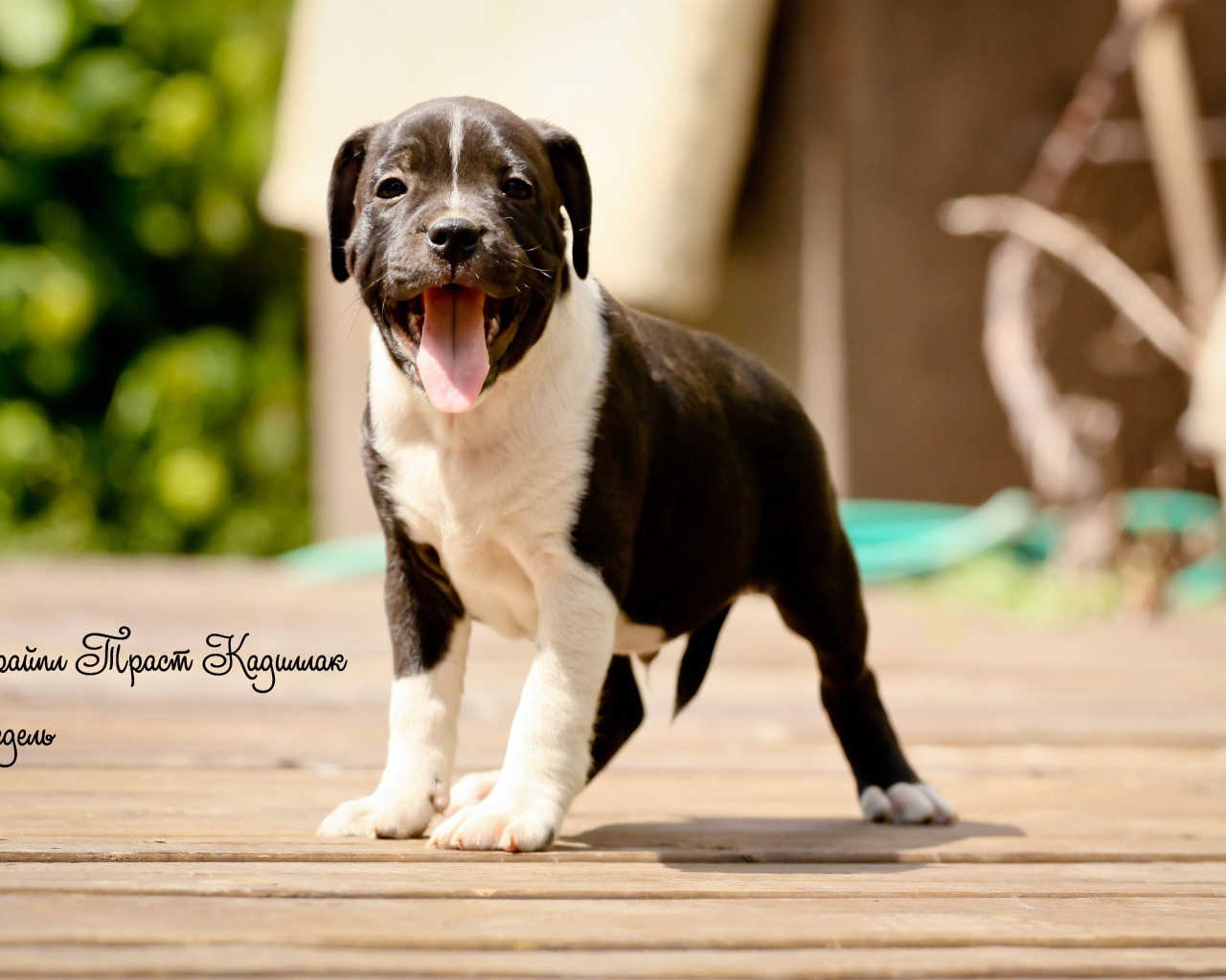 The Puppy Staffordshire Bull Terrier