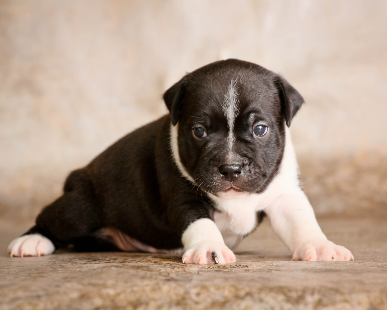 Щенок Стаффордширский бультерьер на фотосессии