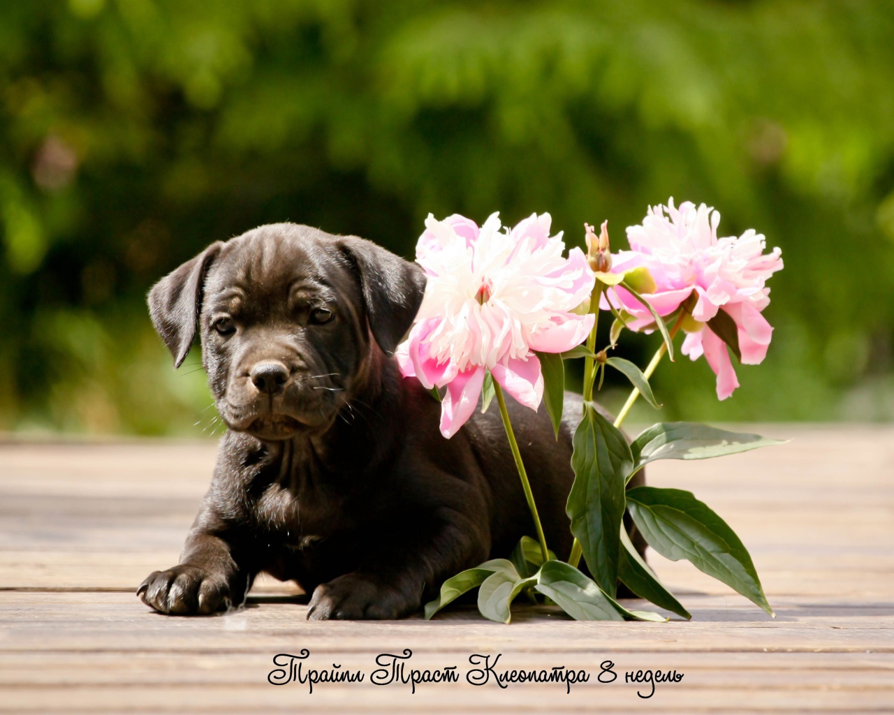 Стаффордширский бультерьер с цветами