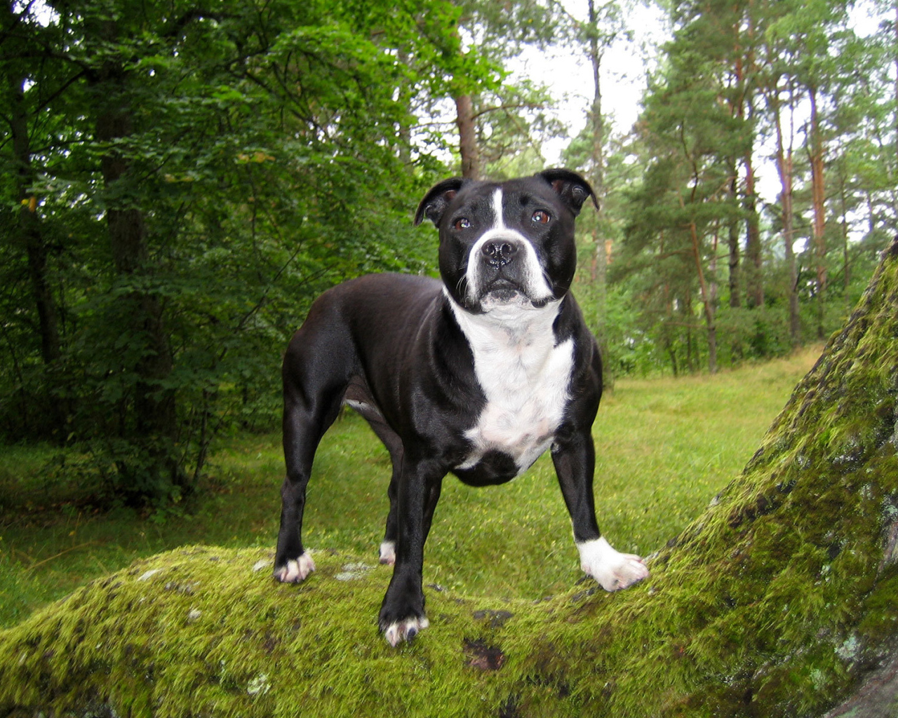 Стаффордширский бультерьер в лесу