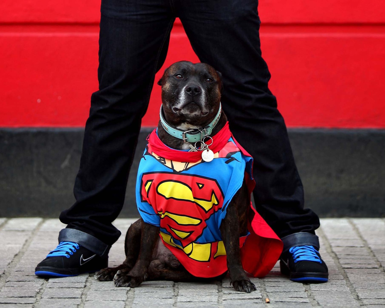 Супермен Стаффордширский бультерьер