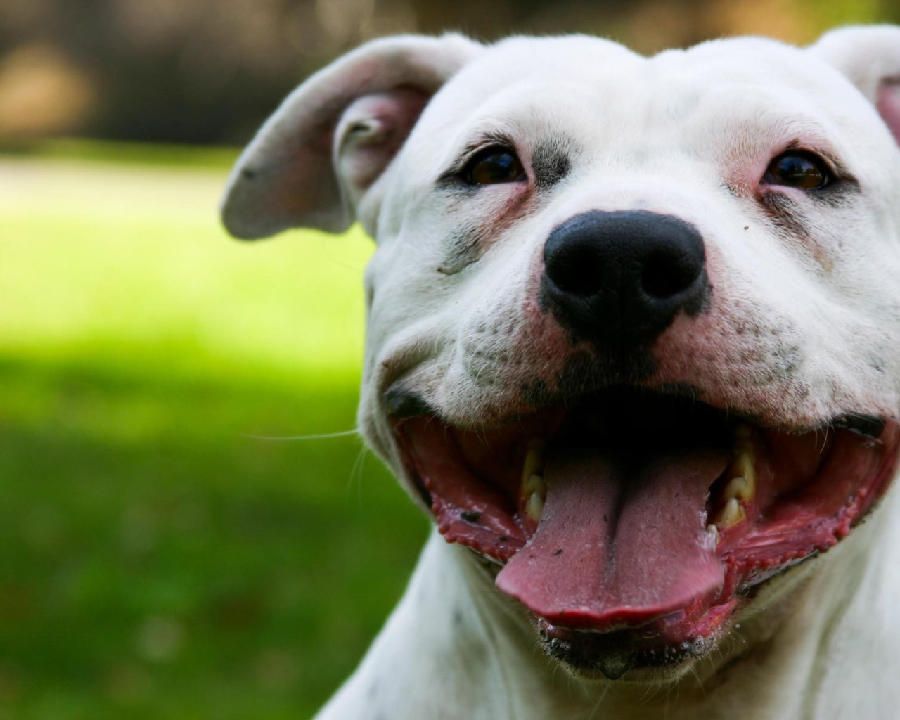 Белый Стаффордширский бультерьер