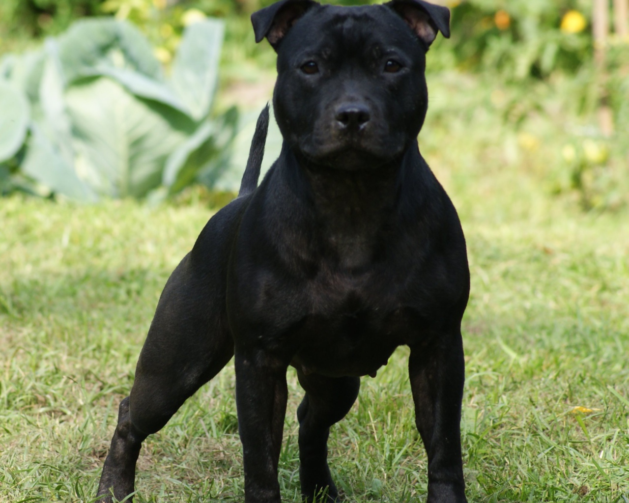 Агрессивный Стаффордширский бультерьер