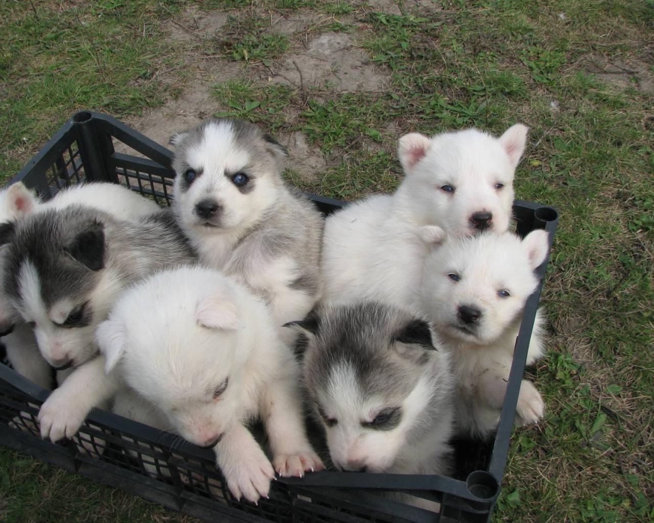 Корзина полная сибирских хаски