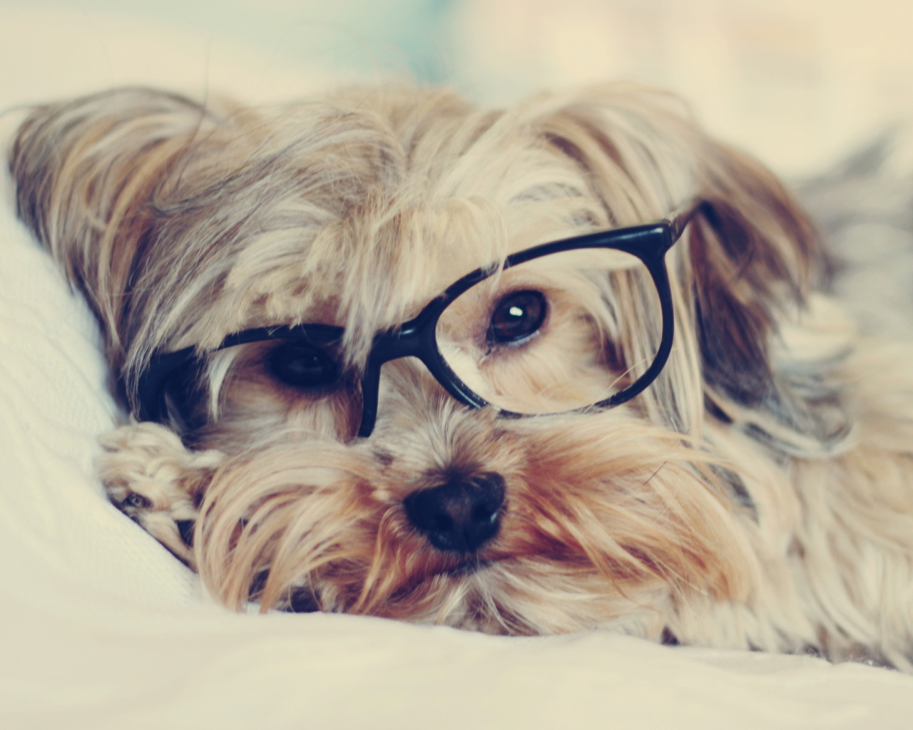 Собака смотрит через очки