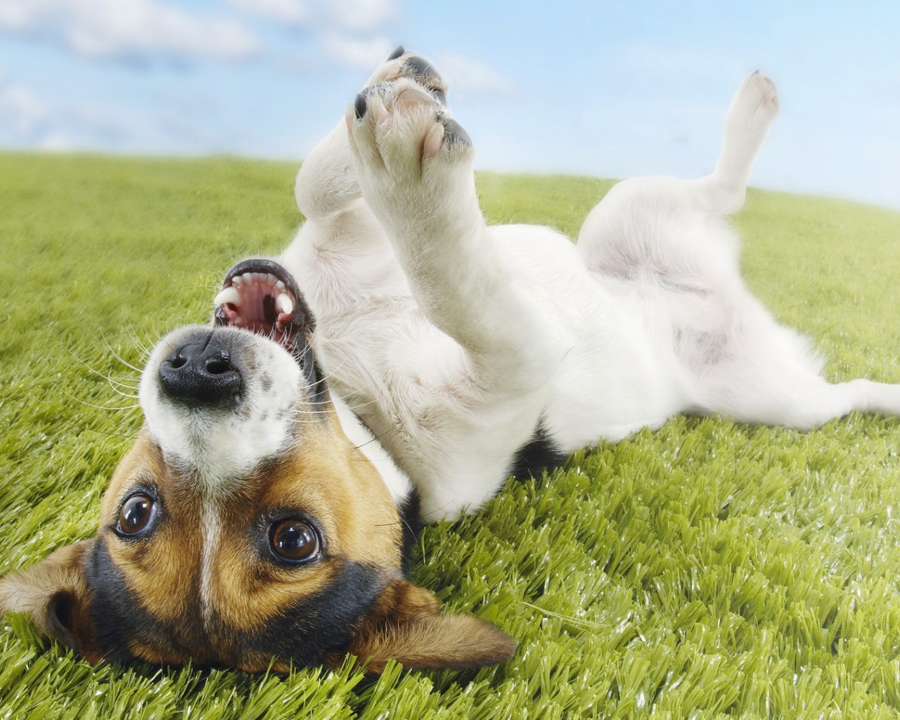 Собака валяется на траве