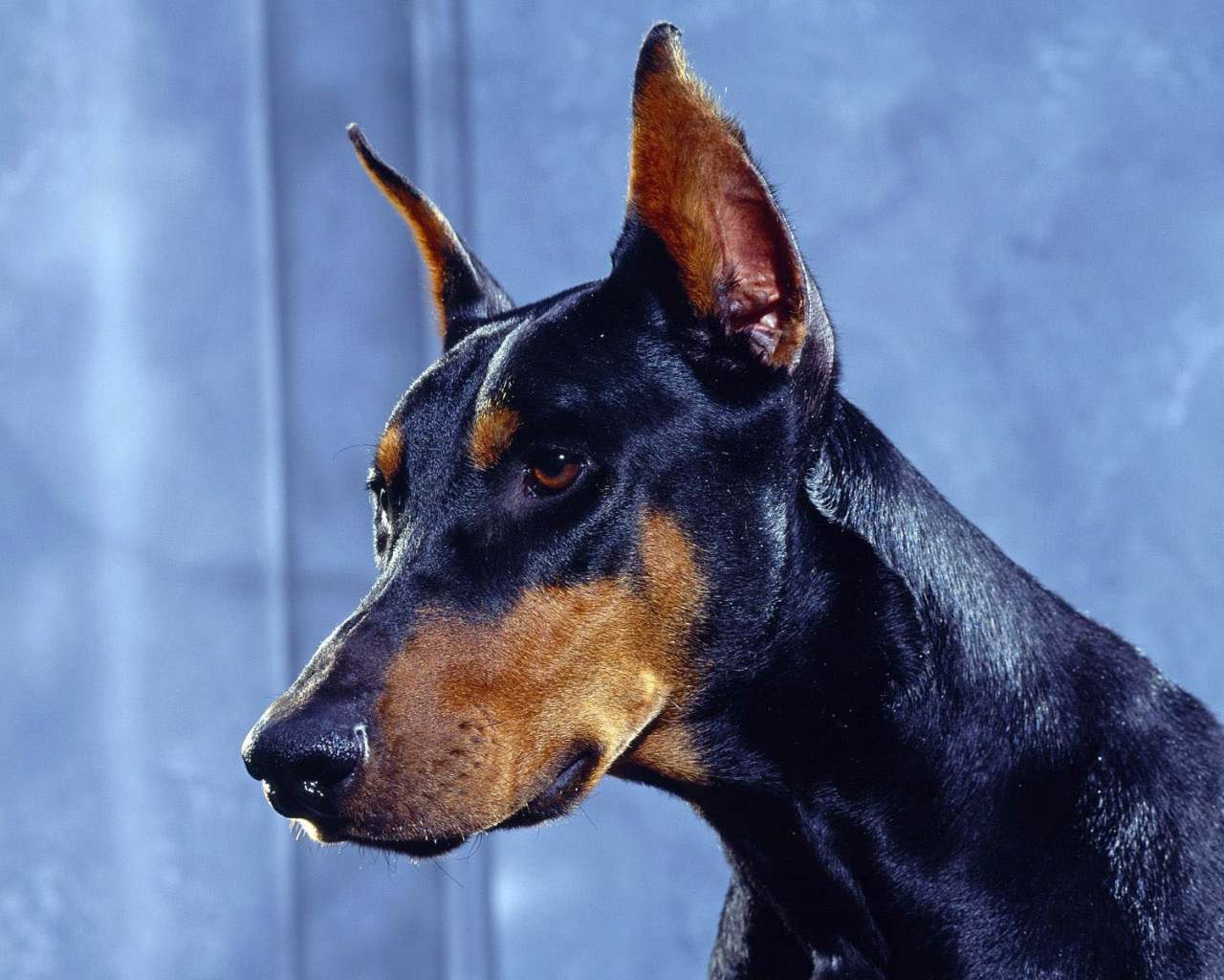 Морда добермана крупным планом