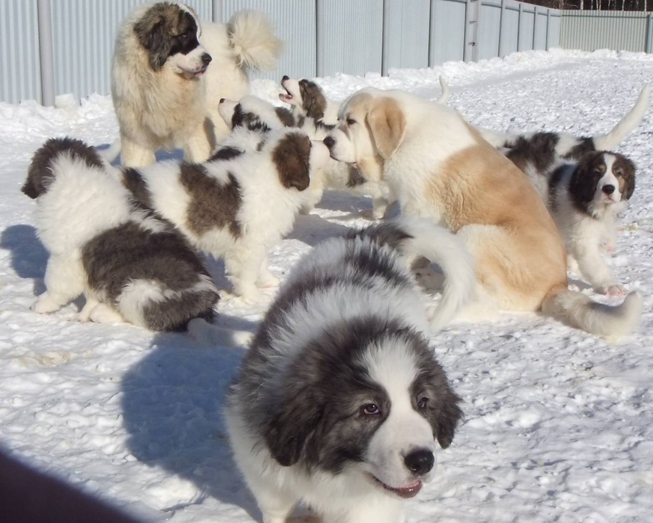 Семейство испанского мастифа