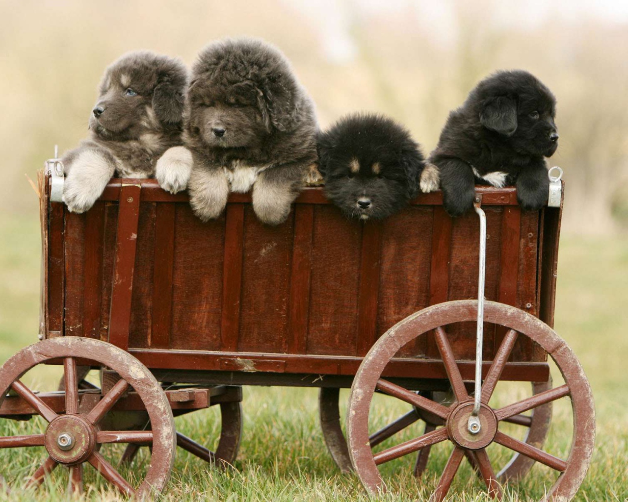 Полный вагон щенков тибетского мастифа