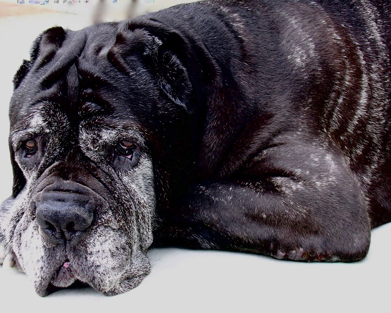 Старый черный Испанский мастиф