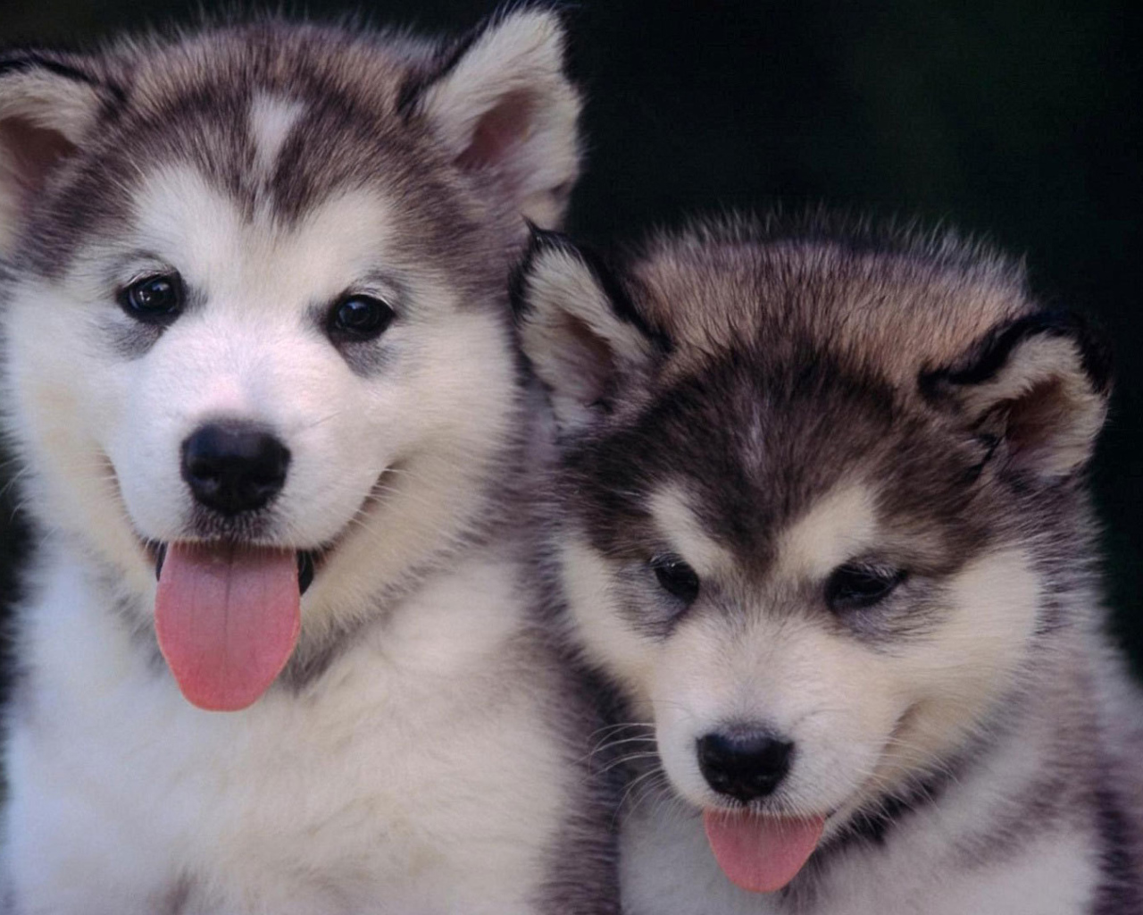 Щенки сибирского хаски