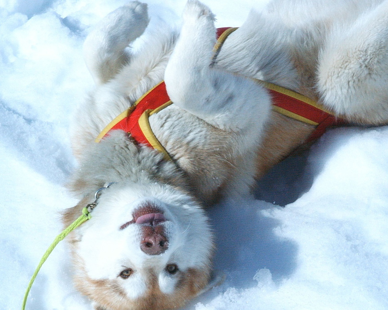 Щенок Сибирский хаски играть в снегу