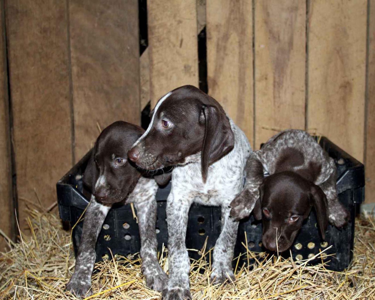 Три немецких щенка Пойнтер