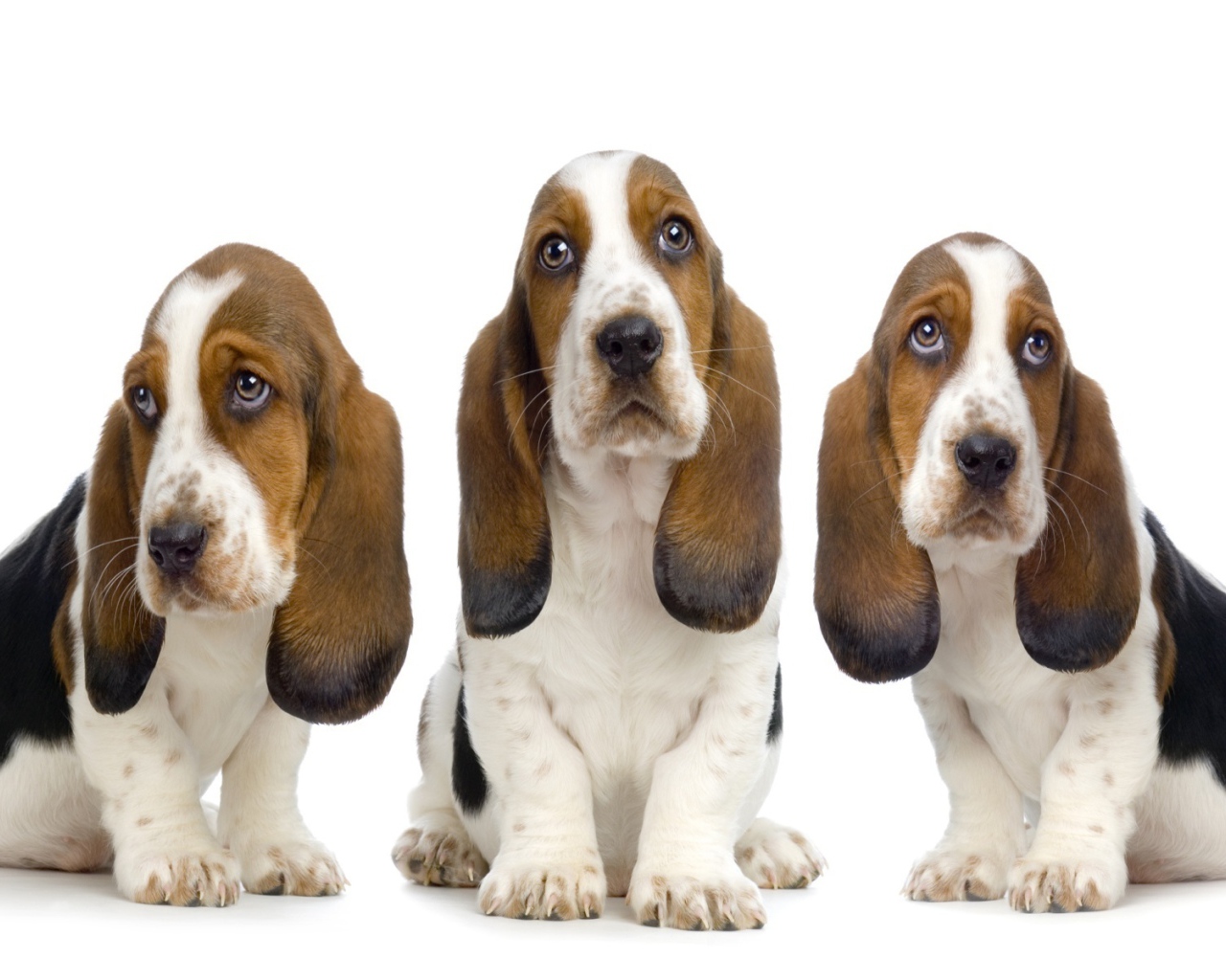 Три бассет-хаунда на белом фоне
