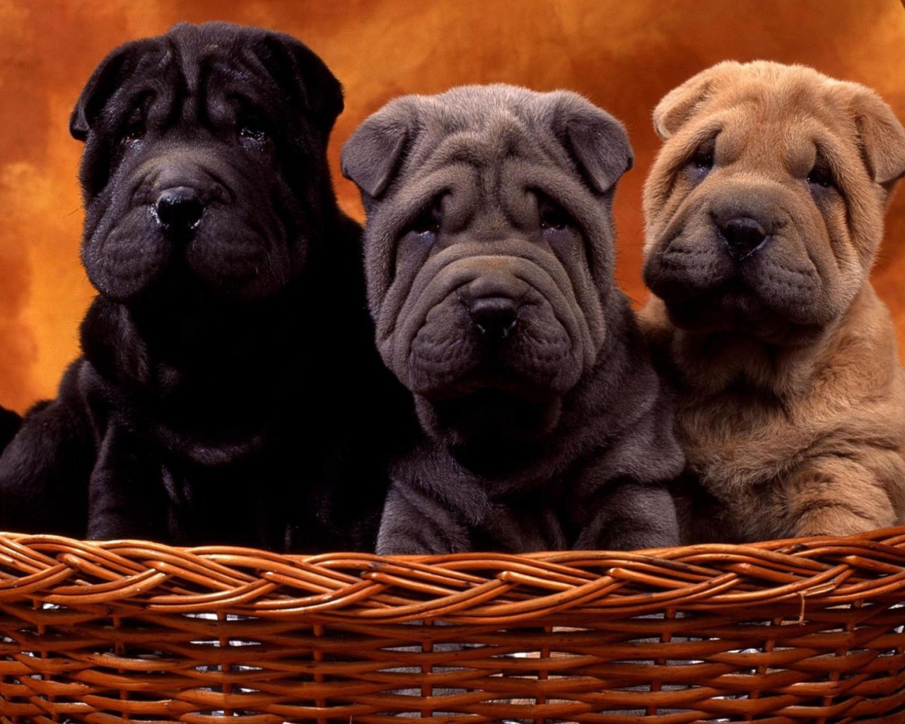 Три щенка шарпей в корзине